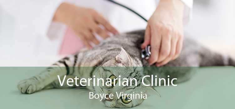 Veterinarian Clinic Boyce Virginia