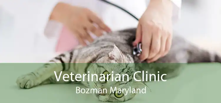 Veterinarian Clinic Bozman Maryland