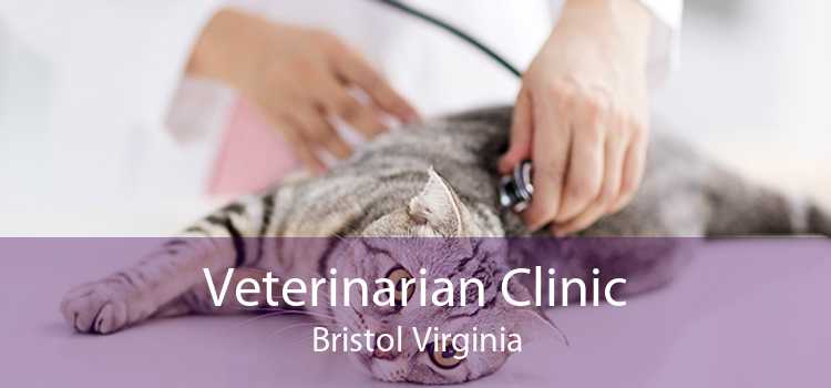 Veterinarian Clinic Bristol Virginia