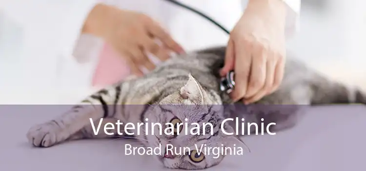 Veterinarian Clinic Broad Run Virginia