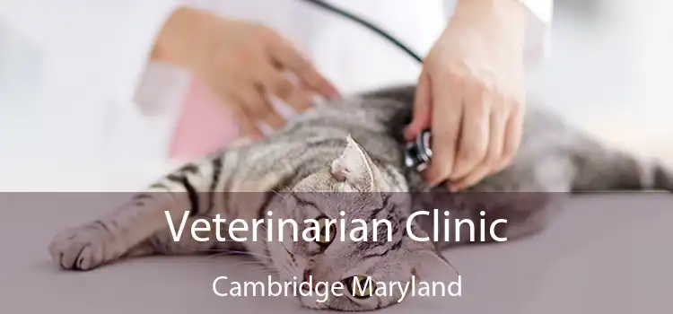 Veterinarian Clinic Cambridge Maryland