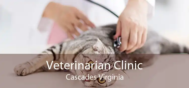 Veterinarian Clinic Cascades Virginia