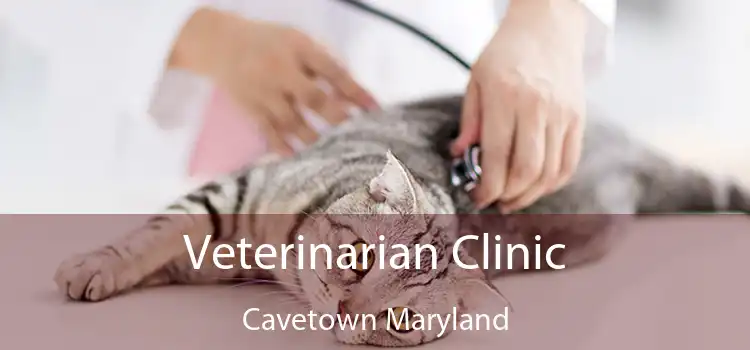 Veterinarian Clinic Cavetown Maryland