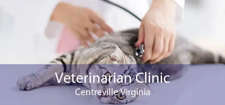 Veterinarian Clinic Centreville Virginia