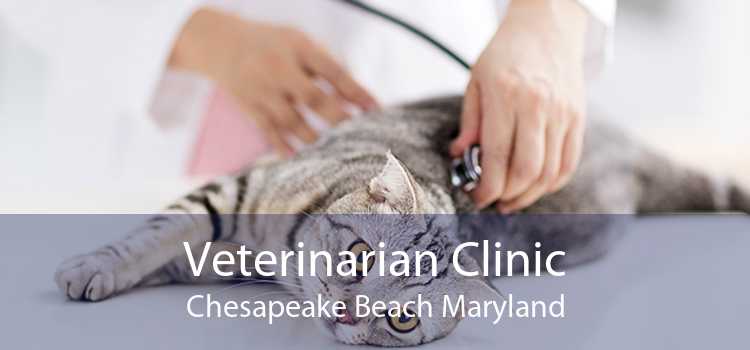 Veterinarian Clinic Chesapeake Beach Maryland