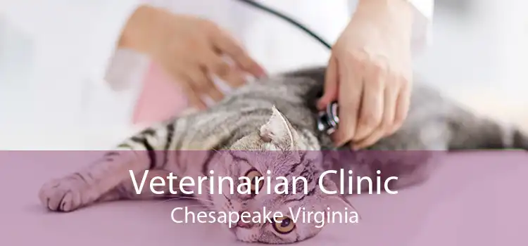 Veterinarian Clinic Chesapeake Virginia