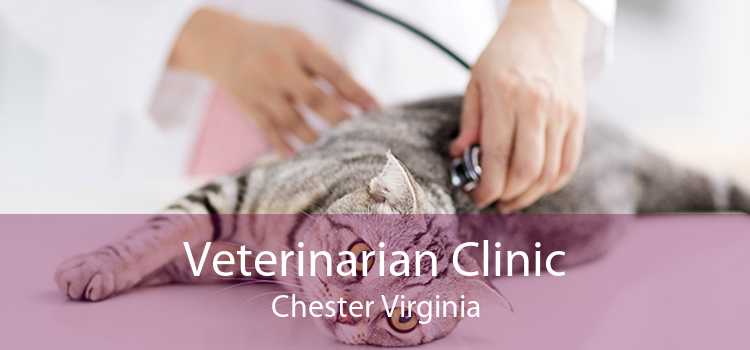 Veterinarian Clinic Chester Virginia