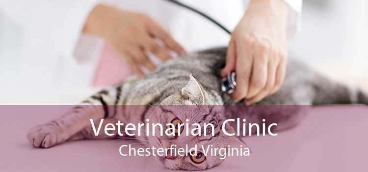 Veterinarian Clinic Chesterfield Virginia