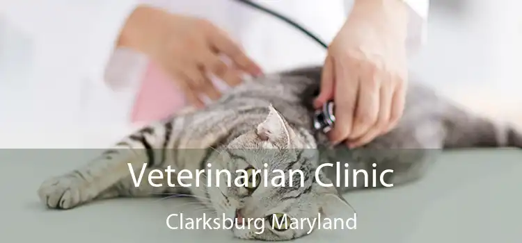 Veterinarian Clinic Clarksburg Maryland