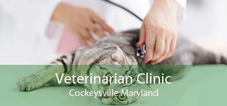 Veterinarian Clinic Cockeysville Maryland