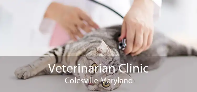 Veterinarian Clinic Colesville Maryland