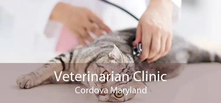 Veterinarian Clinic Cordova Maryland