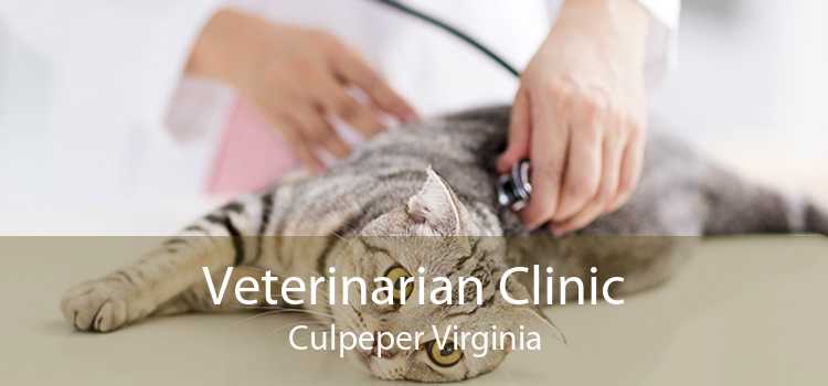 Veterinarian Clinic Culpeper Virginia