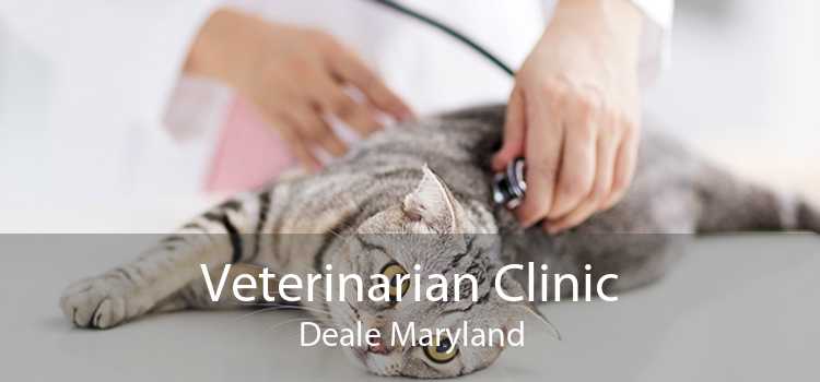 Veterinarian Clinic Deale Maryland