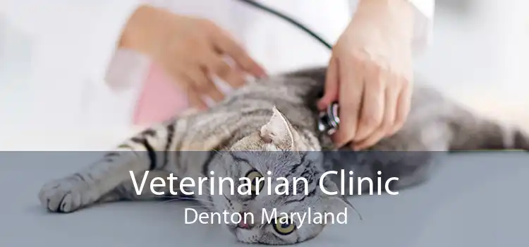 Veterinarian Clinic Denton Maryland