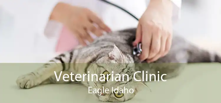 Veterinarian Clinic Eagle Idaho