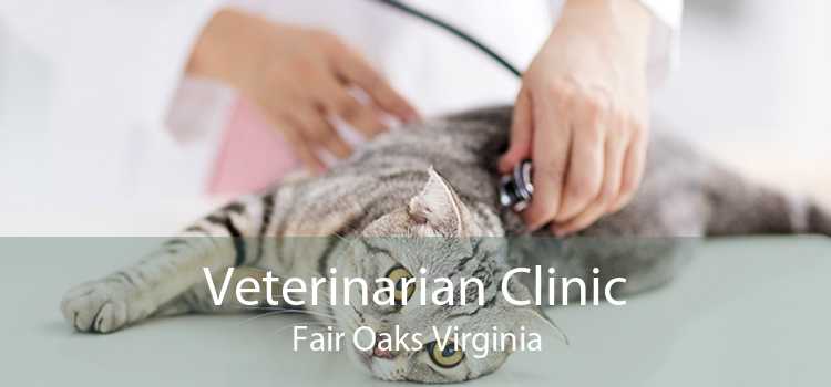 Veterinarian Clinic Fair Oaks Virginia