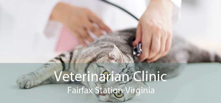 Veterinarian Clinic Fairfax Station Virginia