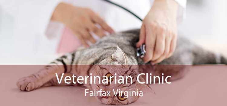 Veterinarian Clinic Fairfax Virginia