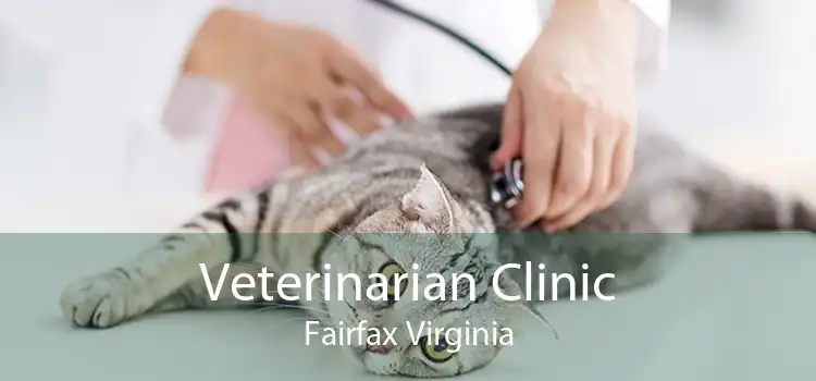 Veterinarian Clinic Fairfax Virginia