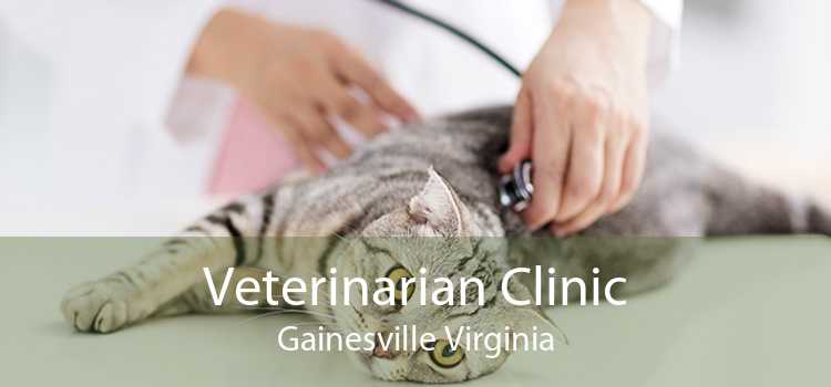 Veterinarian Clinic Gainesville Virginia
