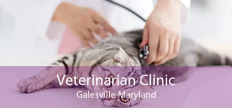 Veterinarian Clinic Galesville Maryland