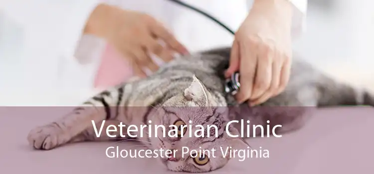 Veterinarian Clinic Gloucester Point Virginia