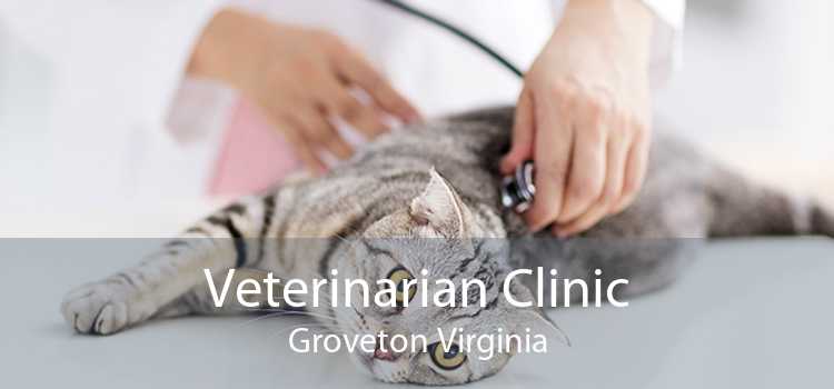 Veterinarian Clinic Groveton Virginia