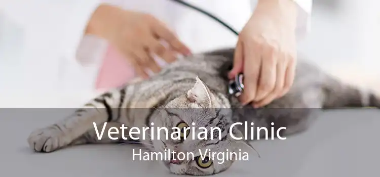 Veterinarian Clinic Hamilton Virginia