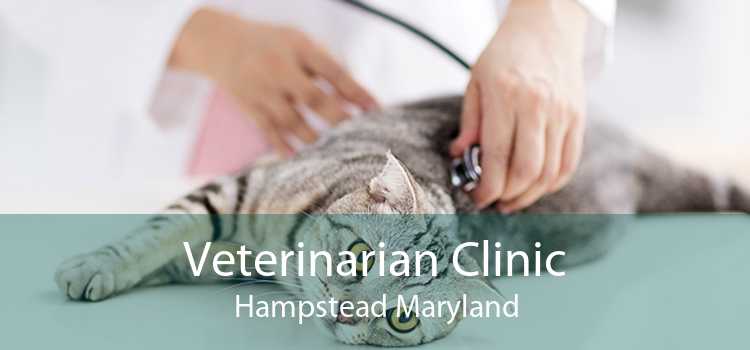 Veterinarian Clinic Hampstead Maryland