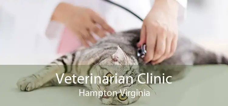 Veterinarian Clinic Hampton Virginia