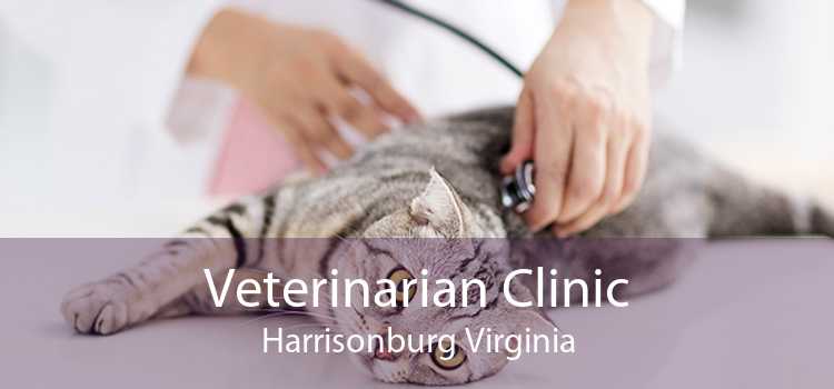 Veterinarian Clinic Harrisonburg Virginia