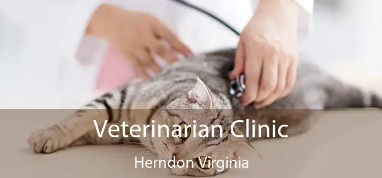 Veterinarian Clinic Herndon Virginia