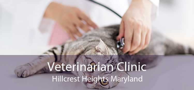 Veterinarian Clinic Hillcrest Heights Maryland