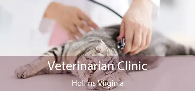 Veterinarian Clinic Hollins Virginia