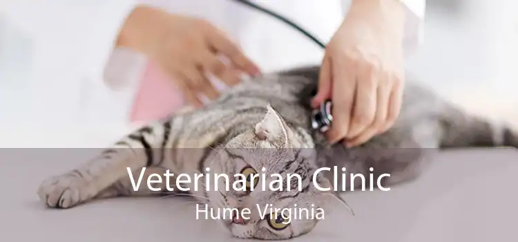 Veterinarian Clinic Hume Virginia