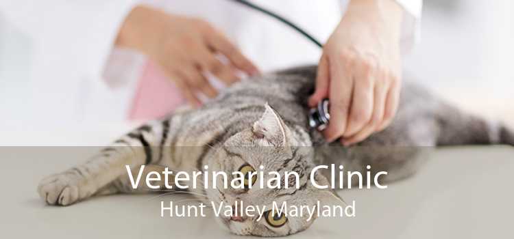 Veterinarian Clinic Hunt Valley Maryland