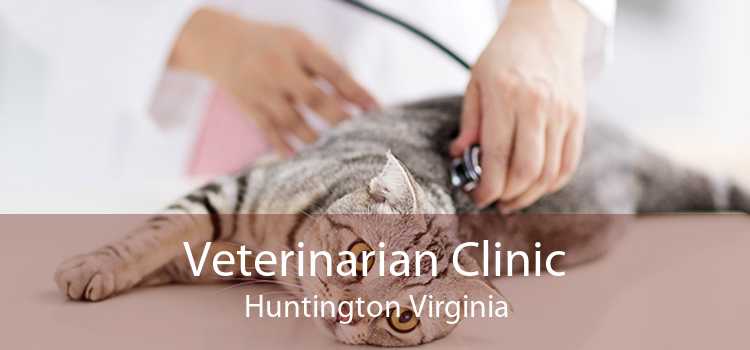 Veterinarian Clinic Huntington Virginia
