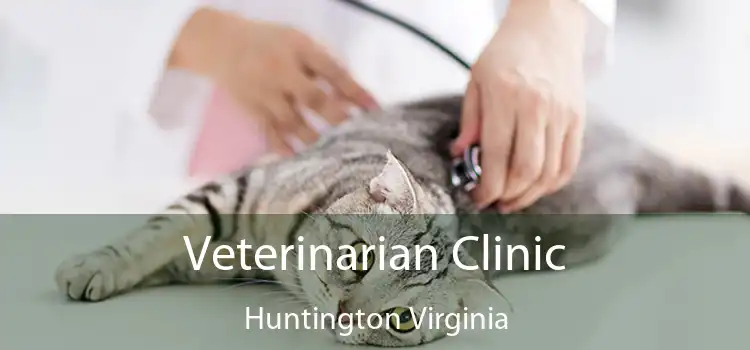 Veterinarian Clinic Huntington Virginia