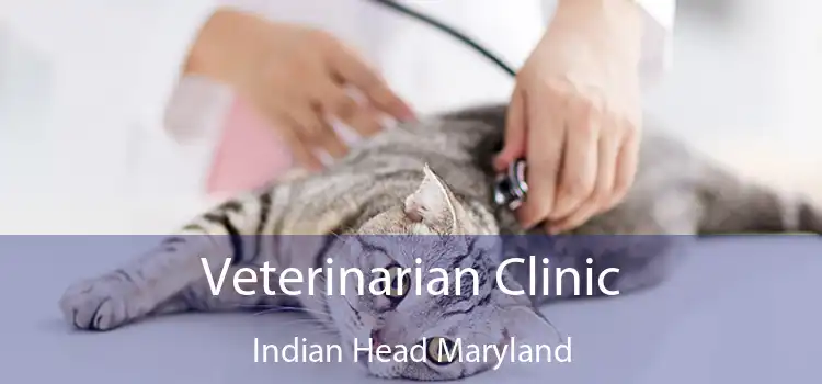 Veterinarian Clinic Indian Head Maryland