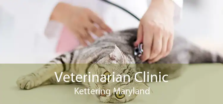 Veterinarian Clinic Kettering Maryland