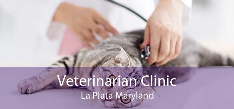 Veterinarian Clinic La Plata Maryland