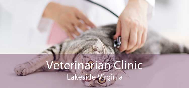 Veterinarian Clinic Lakeside Virginia