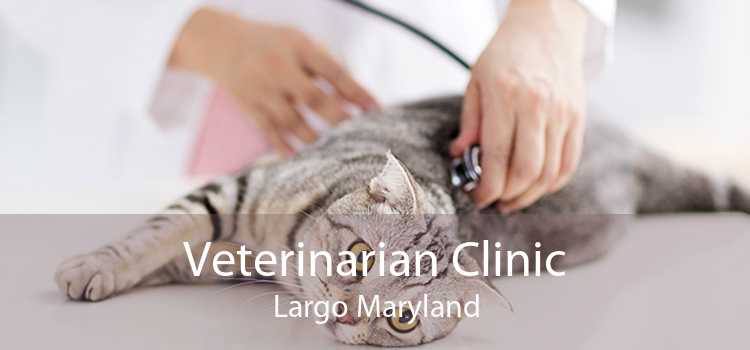 Veterinarian Clinic Largo Maryland