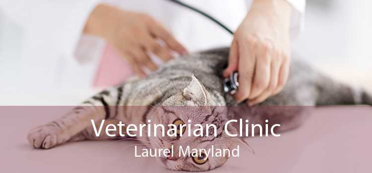 Veterinarian Clinic Laurel Maryland