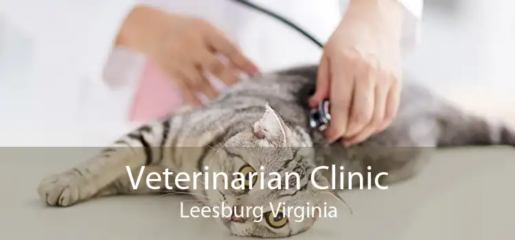 Veterinarian Clinic Leesburg Virginia