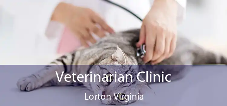 Veterinarian Clinic Lorton Virginia