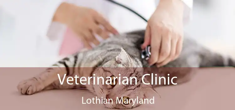 Veterinarian Clinic Lothian Maryland
