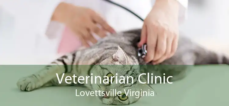 Veterinarian Clinic Lovettsville Virginia