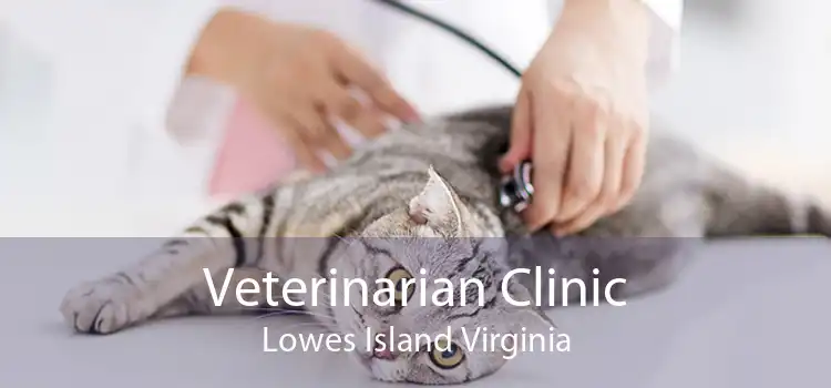 Veterinarian Clinic Lowes Island Virginia